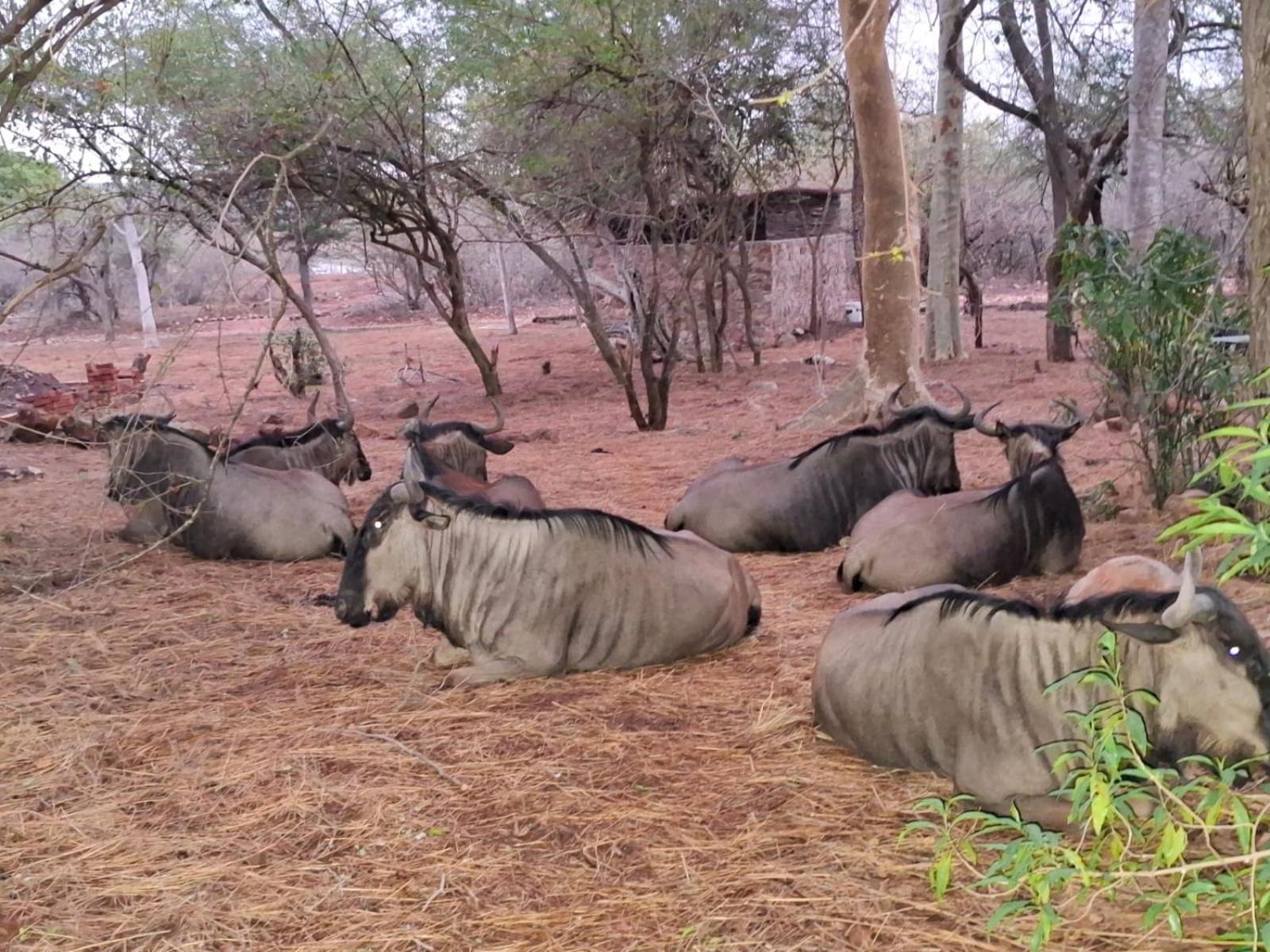 Kruger Riverside Lodge - No Load-Shedding มาร์ลอทพาร์ค ภายนอก รูปภาพ